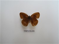 藏品(白帶波眼蝶)的圖片